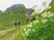 45 Ligusticum porteri (Osha) per le 'Canne d'organo'